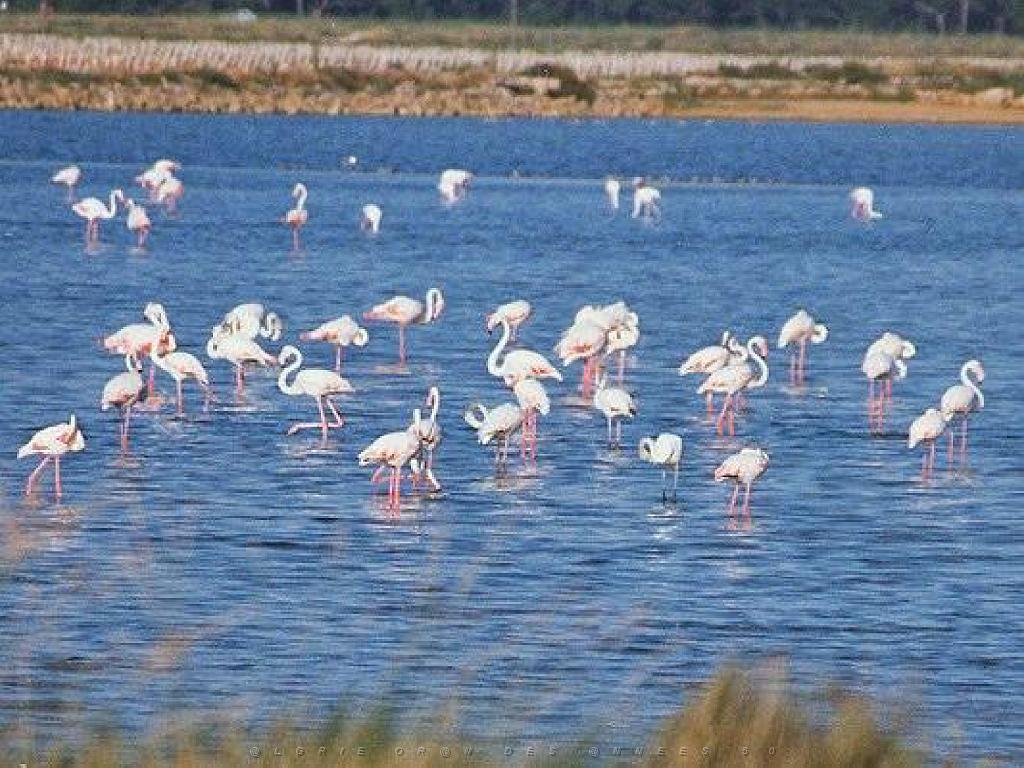 183 D19 PRESQU ILE DE GIENS 2_000043.jpg